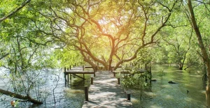 Hutan Mangrove Tritih